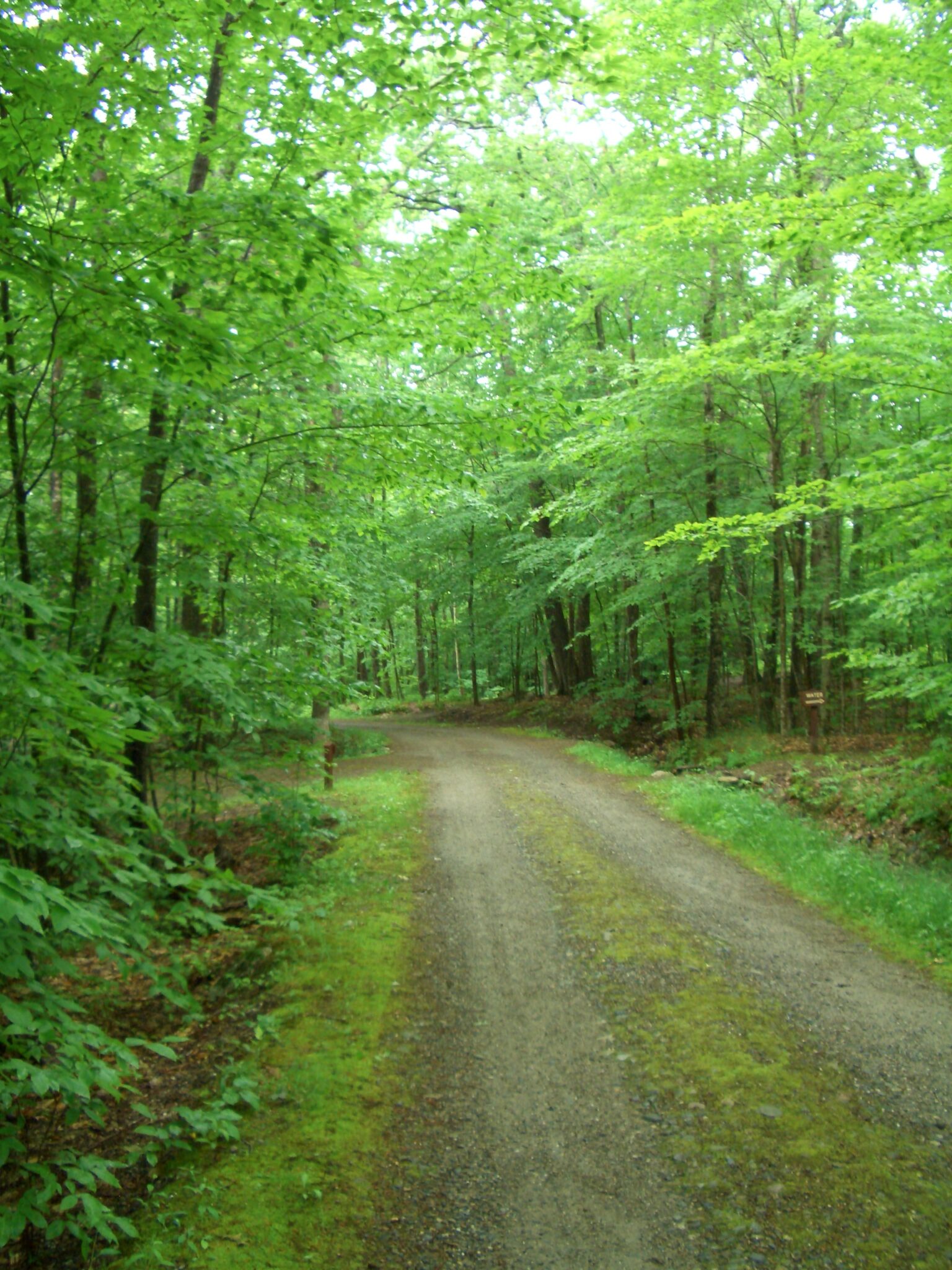 Hardwood Forest, early summer - Maine Woods Company